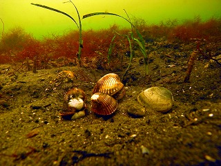 オゴノリ駆除後