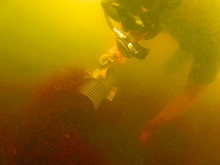 オゴノリ除去作業