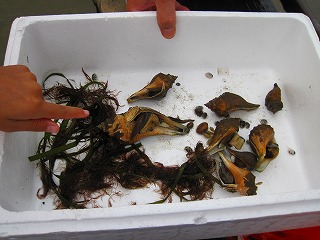 第9回アマモ種子採取イベント