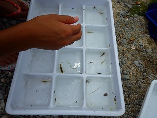きれいになった中海で泳がいや_生物調査