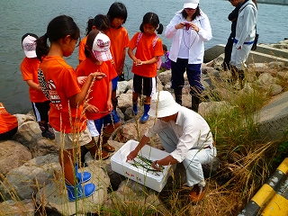 アマモ種子採取イベント