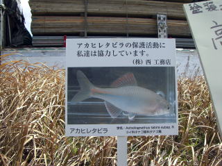 アカヒレタビラ看板