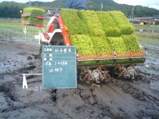 海藻米