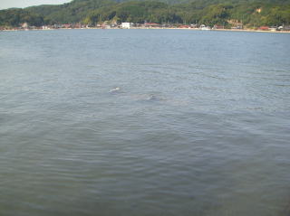 アマモシート清水