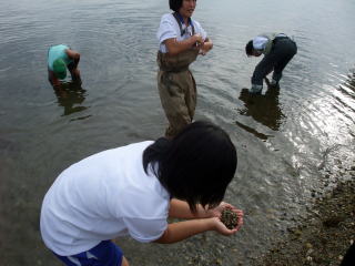 アサリ放流