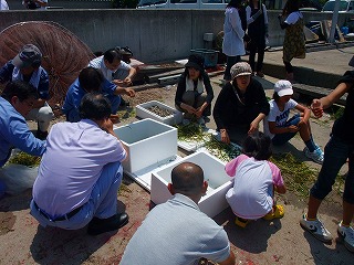 アマモ種子採取