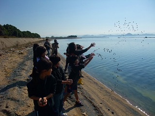 アサリ放流