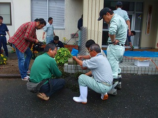 コアマモ