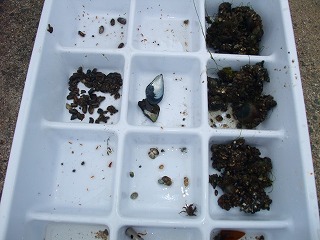 生き物調査
