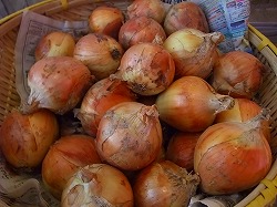 海藻農法野菜市