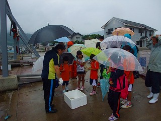 アマモ種子採取