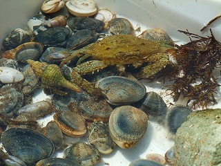 第3回中海海開き