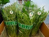 水菜