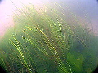 再生させたアマモ（境港市清水町地先）