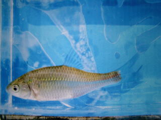 絶滅危惧種山陰地方のアカヒレタビラ（淡水魚）